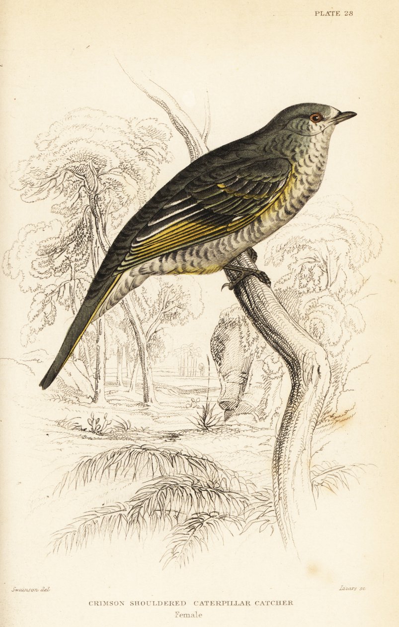 Cucoshrike de ombros vermelhos, fêmea, Campephaga phoenicea de William Home Lizars