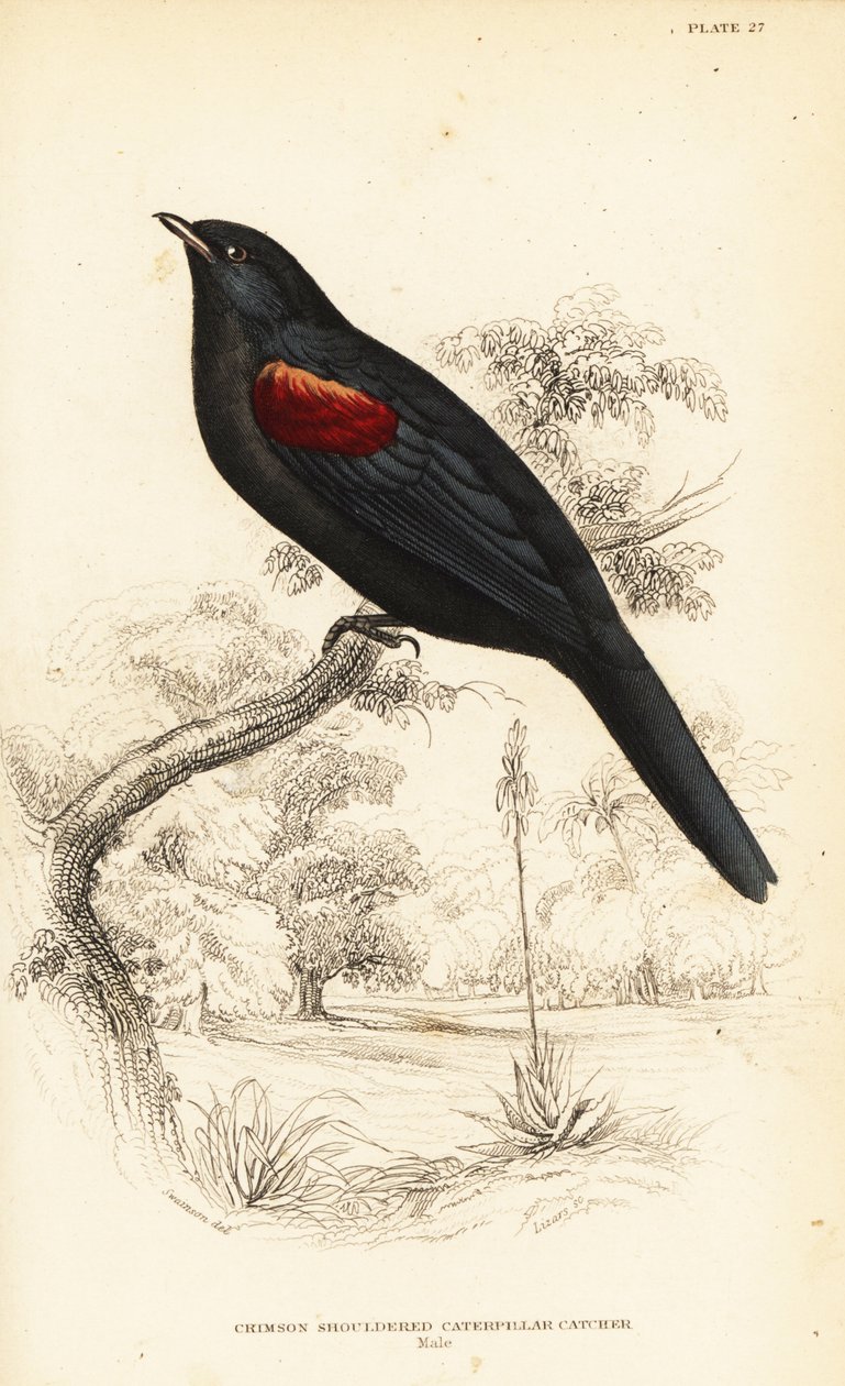 Cuckooshrike de ombros vermelhos, macho, Campephaga phoenicea de William Home Lizars