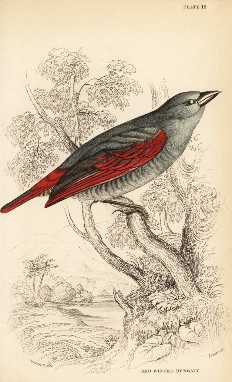 Pytilia de asas vermelhas, Pytilia phoenicoptera (Pytilia bengaly de asas vermelhas, Pytilia phaenicoptera) de William Home Lizars