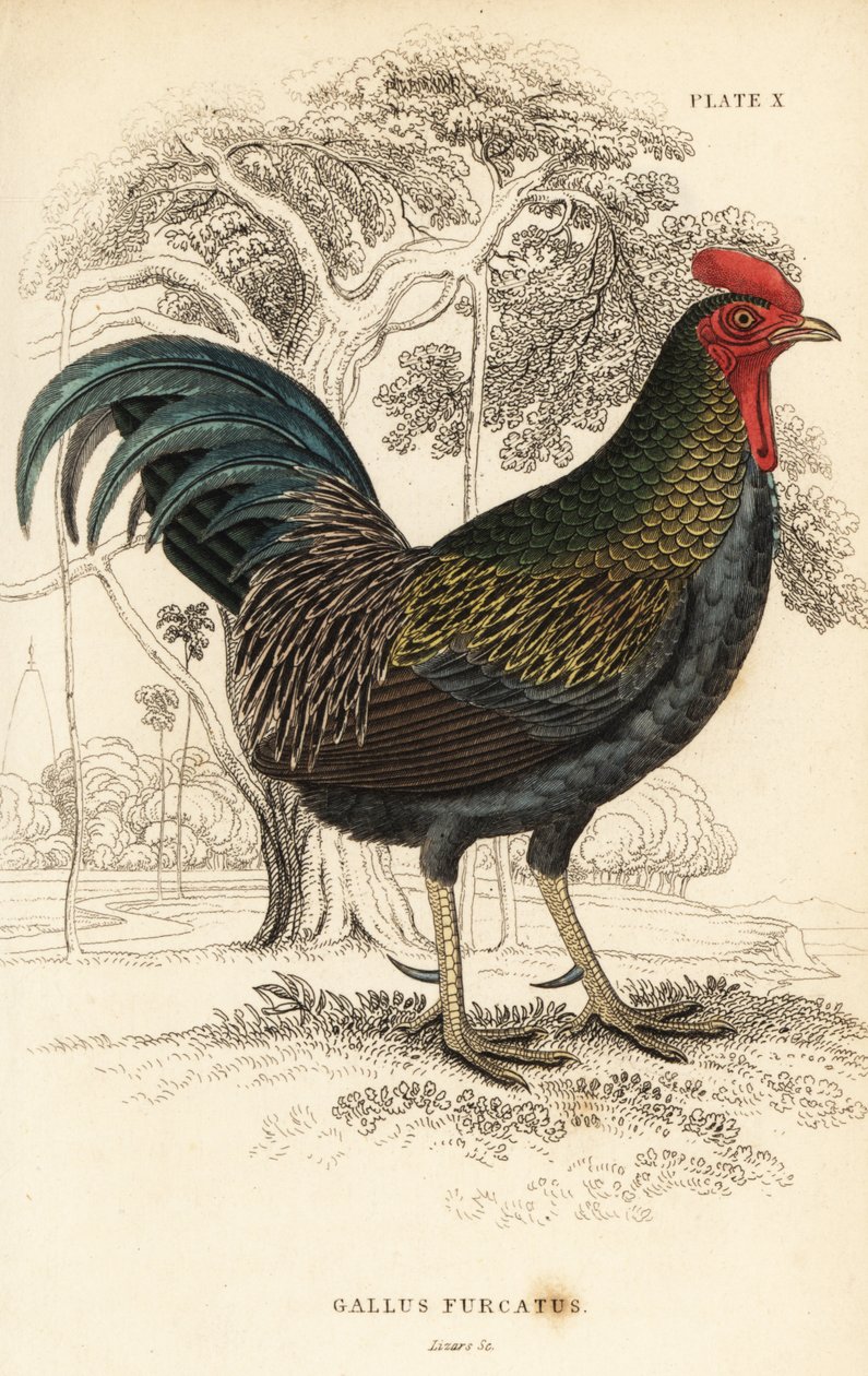Ave da selva vermelha, Gallus gallus javanicus de William Home Lizars