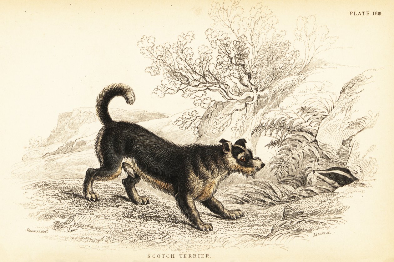 Scottish terrier ou Scotch terrier, Canis lupus familiaris (Canis terrarius) de William Home Lizars