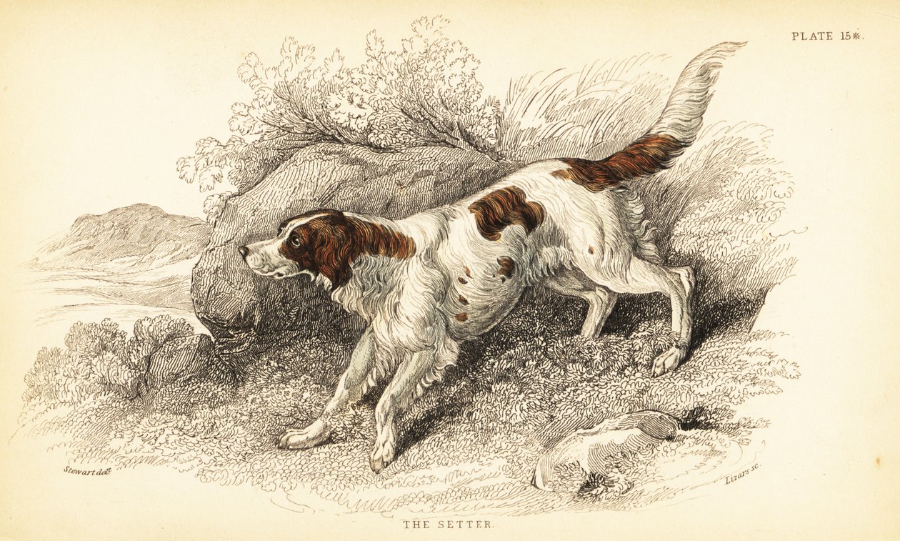 Setter, Canis lupus familiaris (índice de Canis) de William Home Lizars