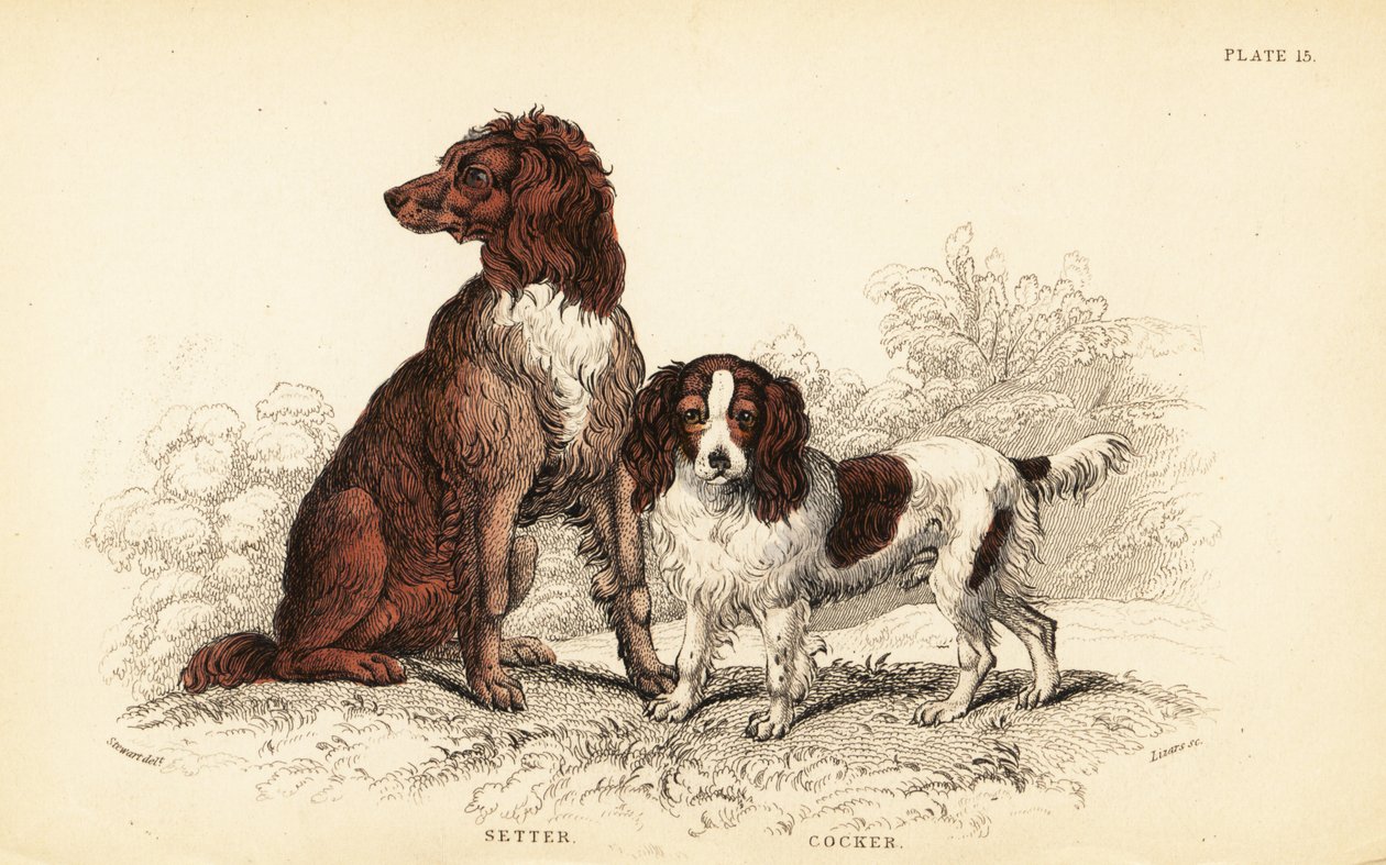 Setter e cocker spaniel, Canis lupus familiaris de William Home Lizars