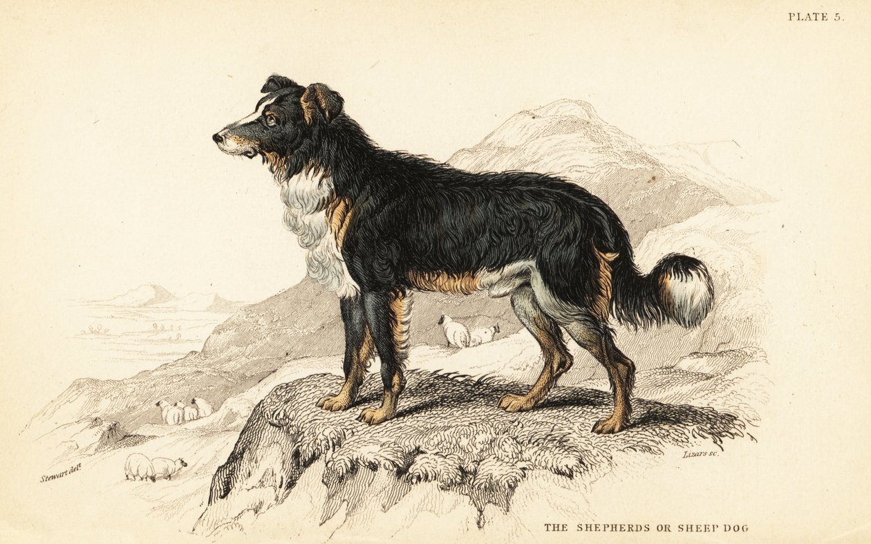 Cão pastor ou cão pastor de ovelha, Canis lupus familiaris (Canis domesticus) de William Home Lizars