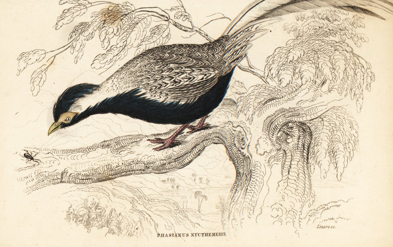 Faisão de prata, Lophura nycthemera (Phasianus nycthemerus) de William Home Lizars