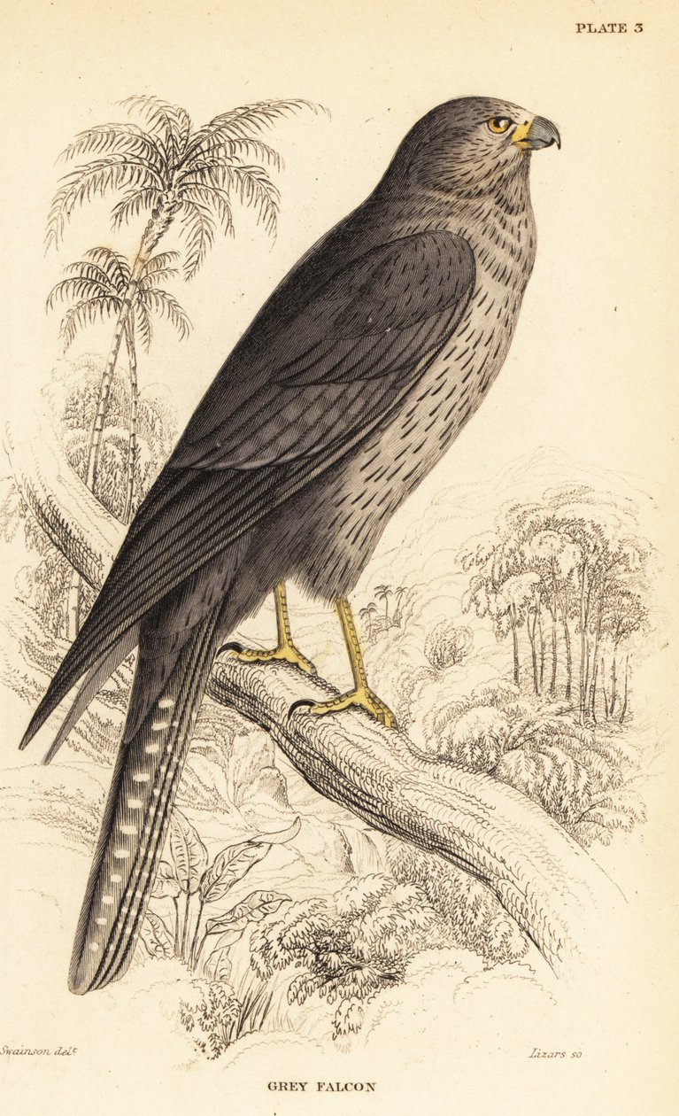 Sooty falcon, Falco concolor de William Home Lizars