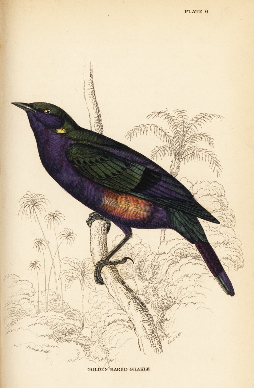 Esplêndido estorninho brilhante (Senegal), Lamprotornis esplendidus chrysonotis (Grakle de ouvido dourado, Lamprotornis chrysonotis) de William Home Lizars