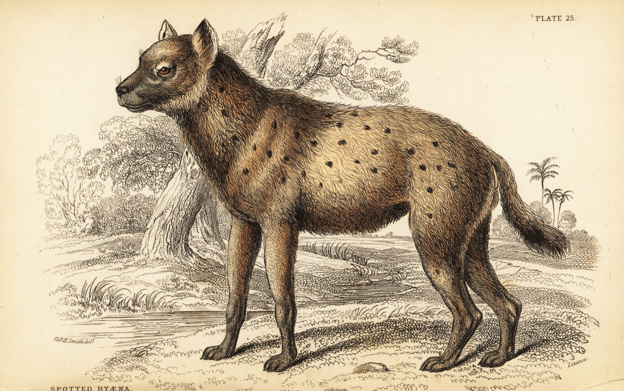 Hiena manchada ou hiena risonha, Crocuta crocuta (Hyaena crocuta) de William Home Lizars