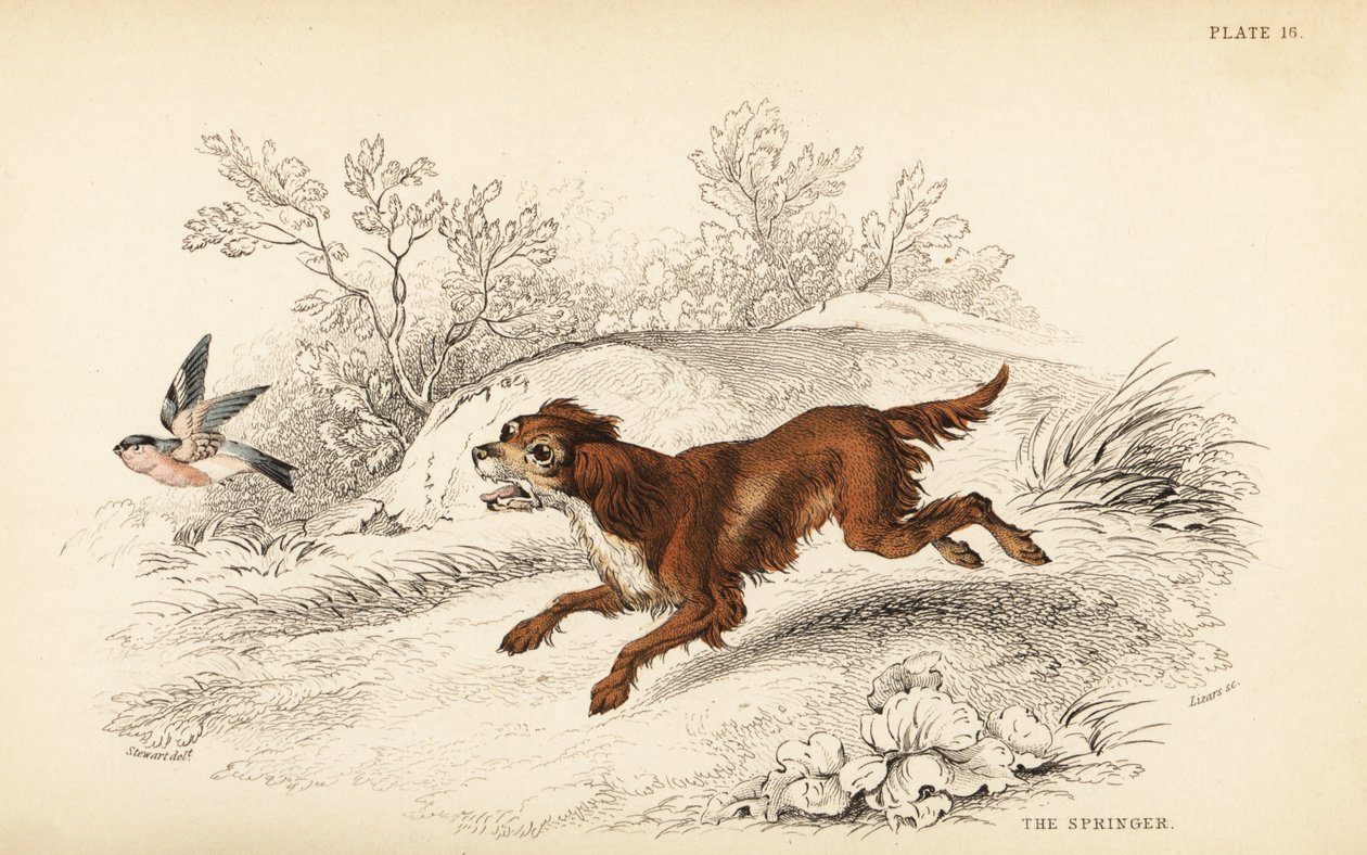 Springer ou Springer spaniel inglês, Canis lupus familiaris de William Home Lizars