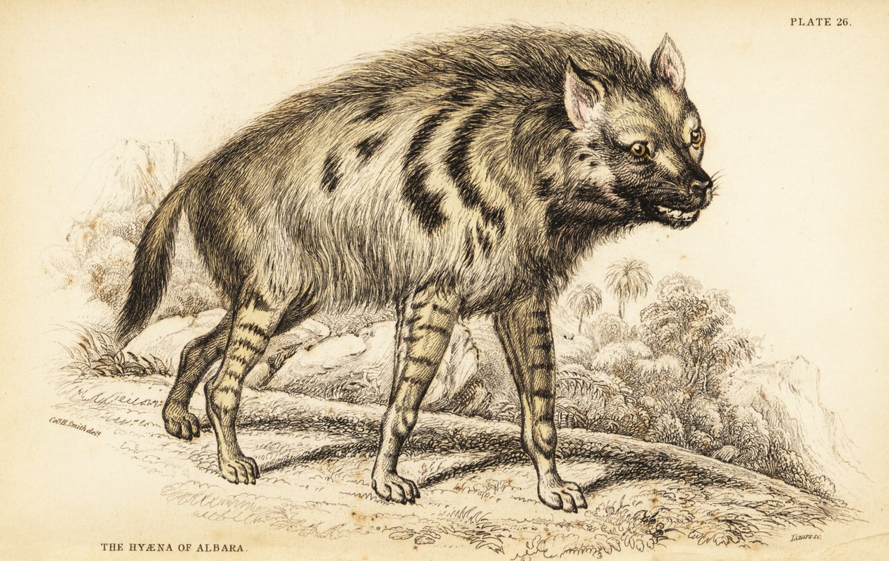 Hiena listrada, Hyaena hyaena hyaena de William Home Lizars