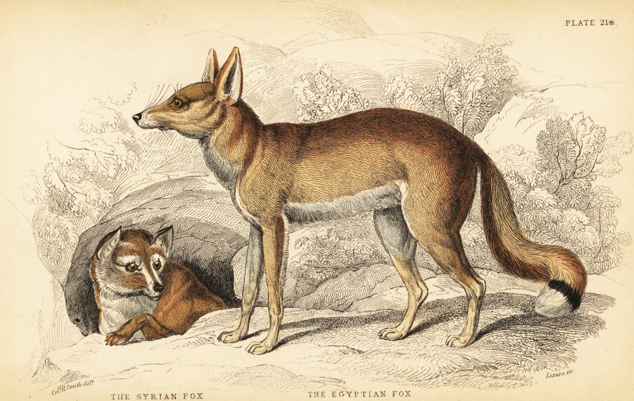 raposa síria ou Taalebe, thaleb Vulpes (ou raposa de Blanford, Vulpes cana?) e raposa egípcia ou Sabora, Vulpes vulpes niloticus de William Home Lizars