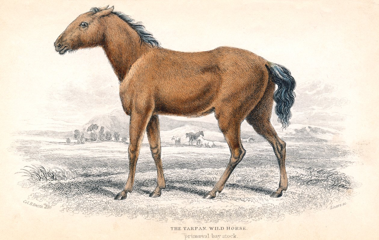 Tarpan, 1830 de William Home Lizars