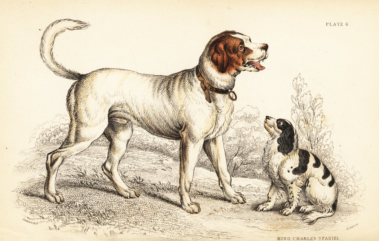 O cão alpino ou Grande São Bernardo, Canis lupus familiaris, e o rei Charles spaniel, Canis lupus familiaris (Canis extrarius) de William Home Lizars