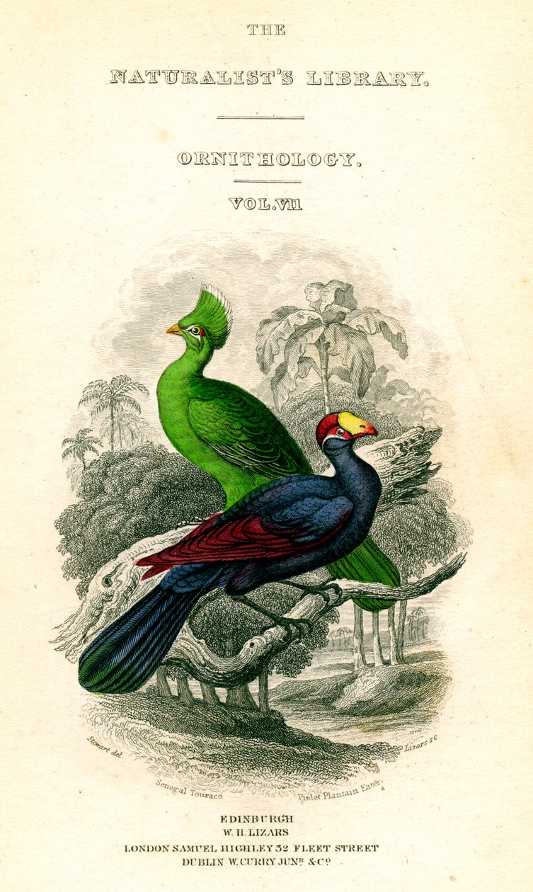 A Biblioteca de Naturalistas, Ornitologia, Senegal Touraco, Violet Plantain Eater, c1833-1865. de William Home Lizars