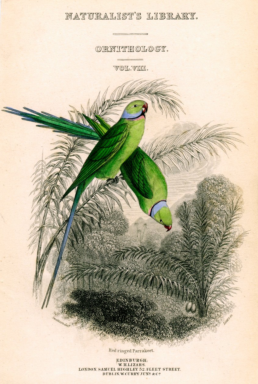 The Naturalists Library, Ornithology Vol VIII, Parrakeet com anel vermelho, c1833-1865. de William Home Lizars