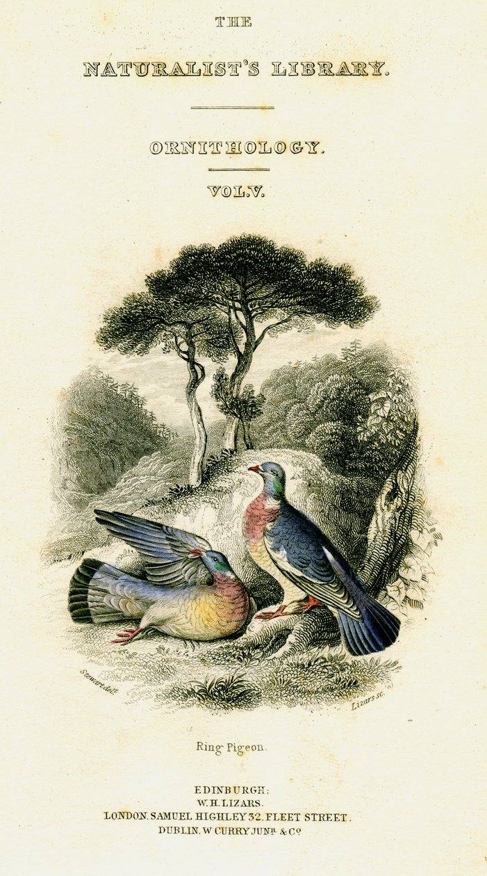 The Naturalists Library, Ornithology Vol. V, Ring Pigeon, c1833-1865. de William Home Lizars