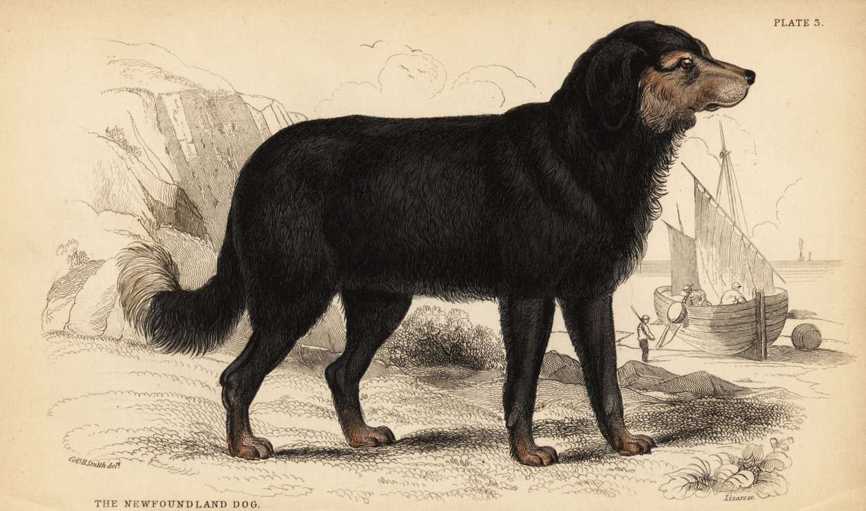 The Newfoundland dog, Canis lupus familiaris )Canis terranovae) de William Home Lizars