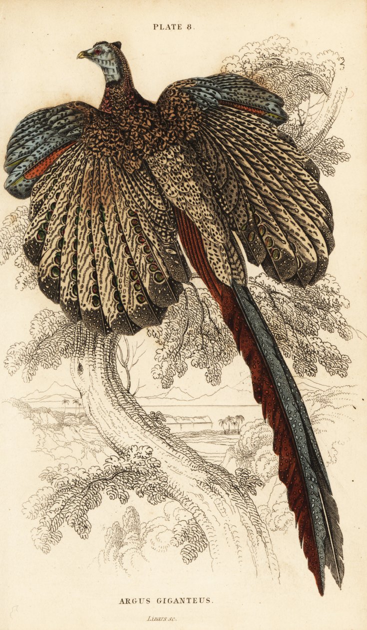 O grande argus, Argusianus argus (Argus pheasant ou argus gigantesco, Argus giganteus) de William Home Lizars