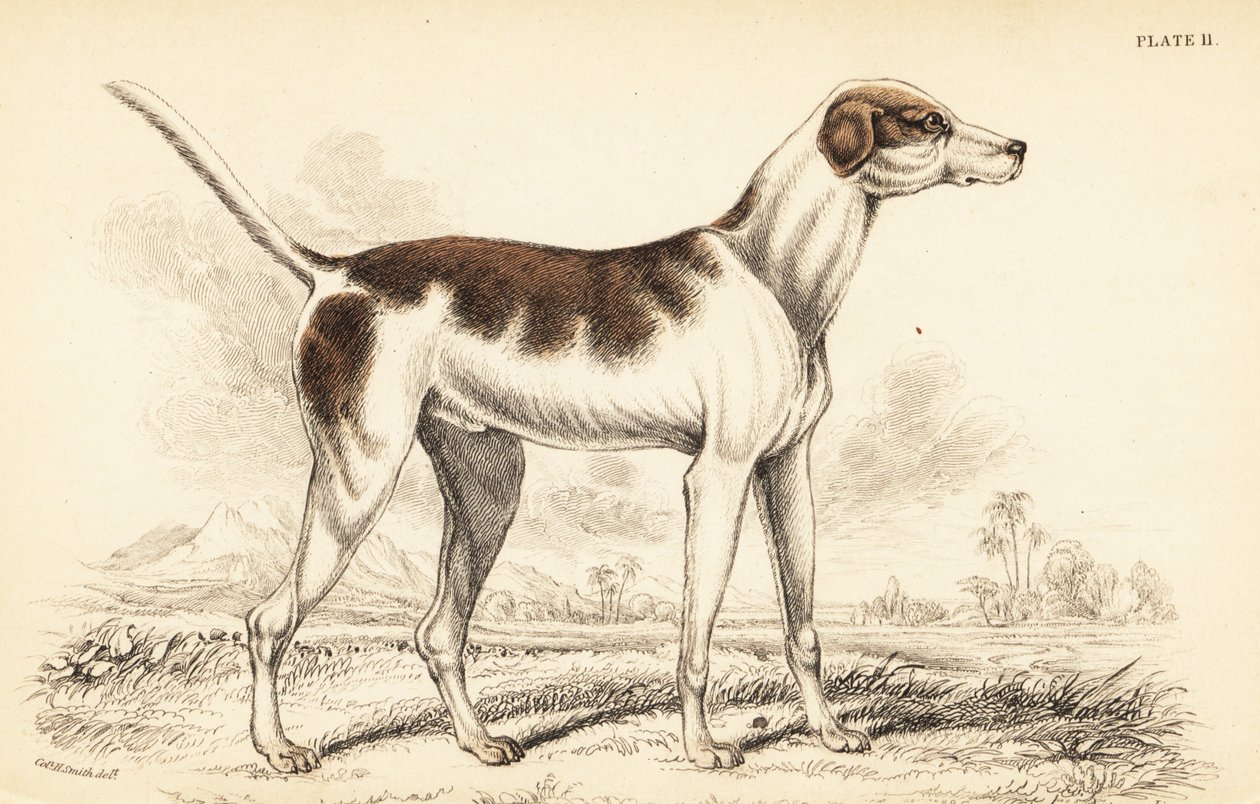 O cão de caça oriental, Canis lupus familiaris de William Home Lizars