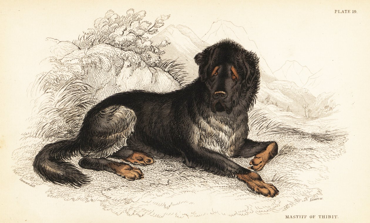 Mastim tibetano, Canis lupus familiaris (Mastim do Tibete, Canis urcani) de William Home Lizars