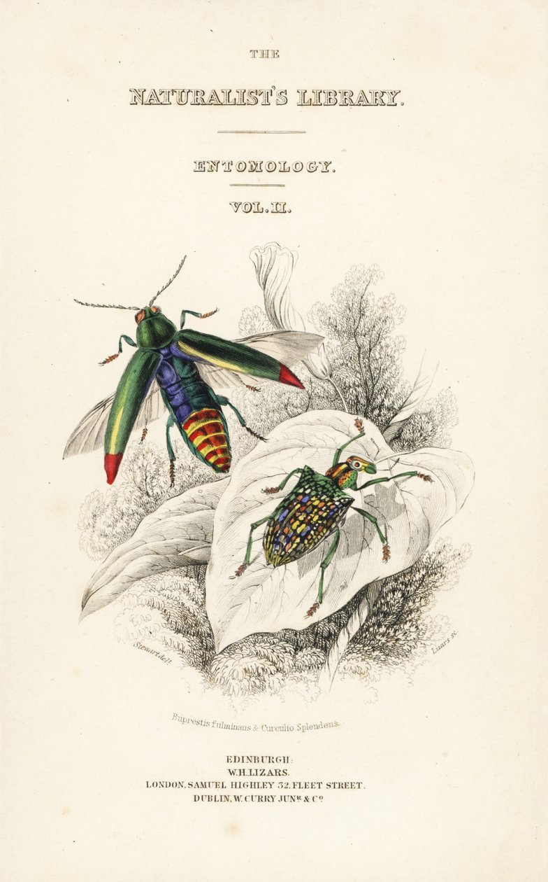 Página de rosto com vinheta de escaravelho-jóia, Chrysochroa fulminans e escaravelho-diamante, Curculio esplendens de William Home Lizars