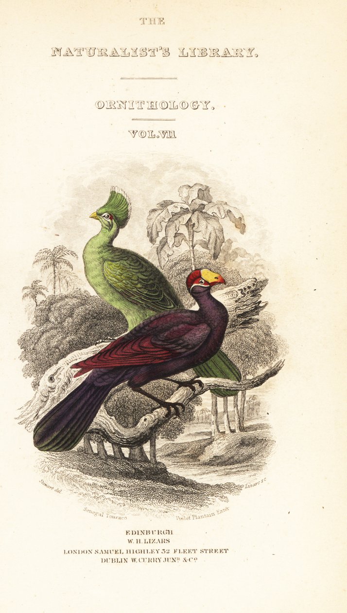 Página com vinheta da Guiné turaco, Tauraco persa buffoni, e violeta turaco, Musophaga violacea de William Home Lizars