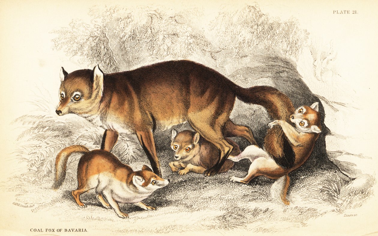 Variedade de raposa vermelha, Vulpes vulpes, com crias (Raposa do carvão da Baviera, Vulpes alopex) de William Home Lizars