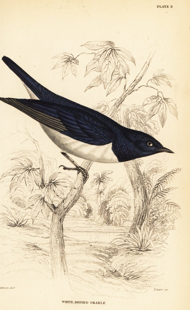 Estorninho de corpo branco, Cinnyricinclus leucogaster (Cinnyricinclus leucogaster, Lamprotornis leucogaster) de William Home Lizars