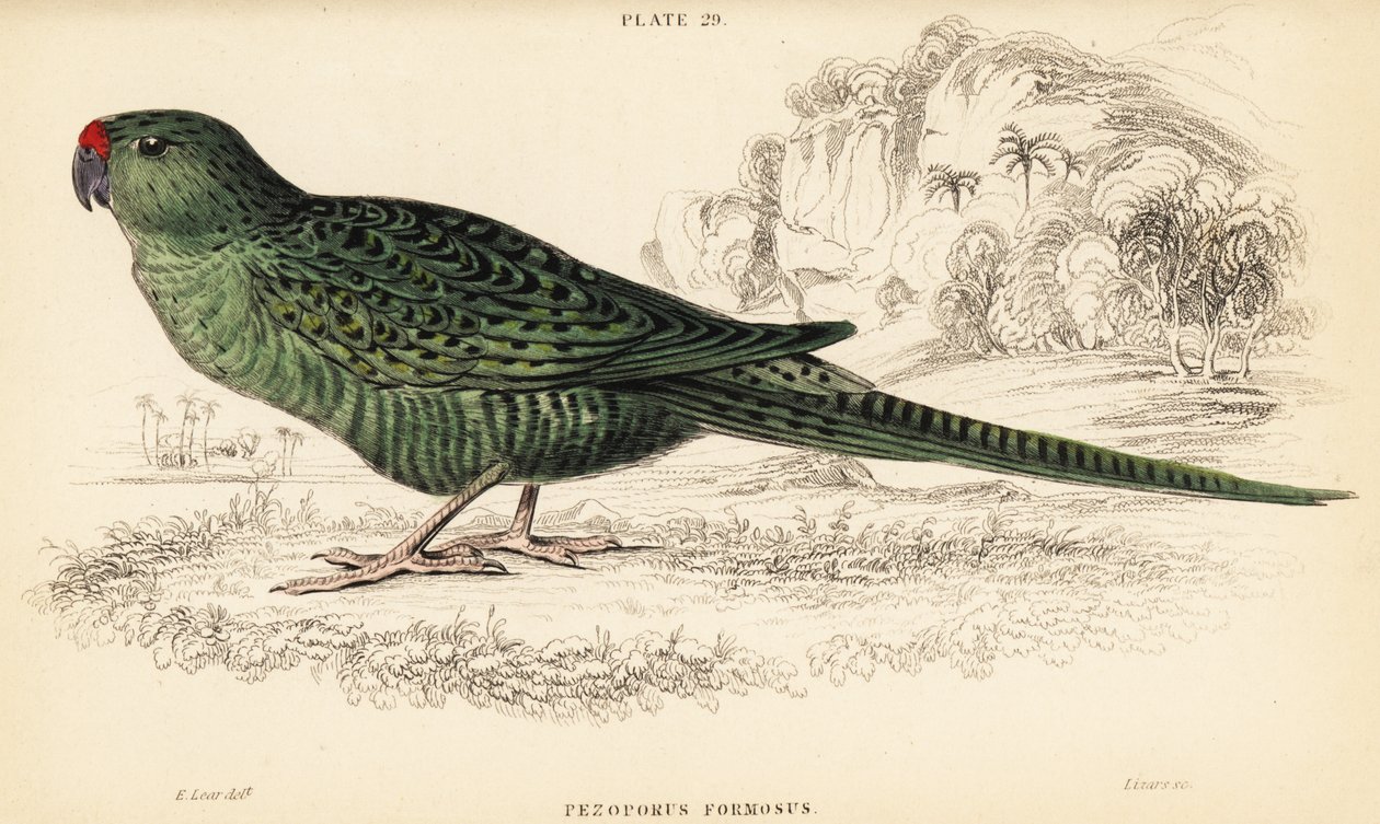 Papagaio terrestre ocidental, Pezoporus flaviventris de William Home Lizars