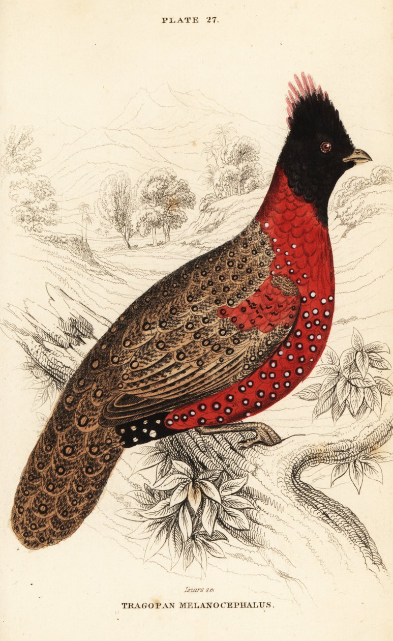 Tragopan ocidental ou tragopan de chifre ocidental, Tragopan melanocephalus de William Home Lizars