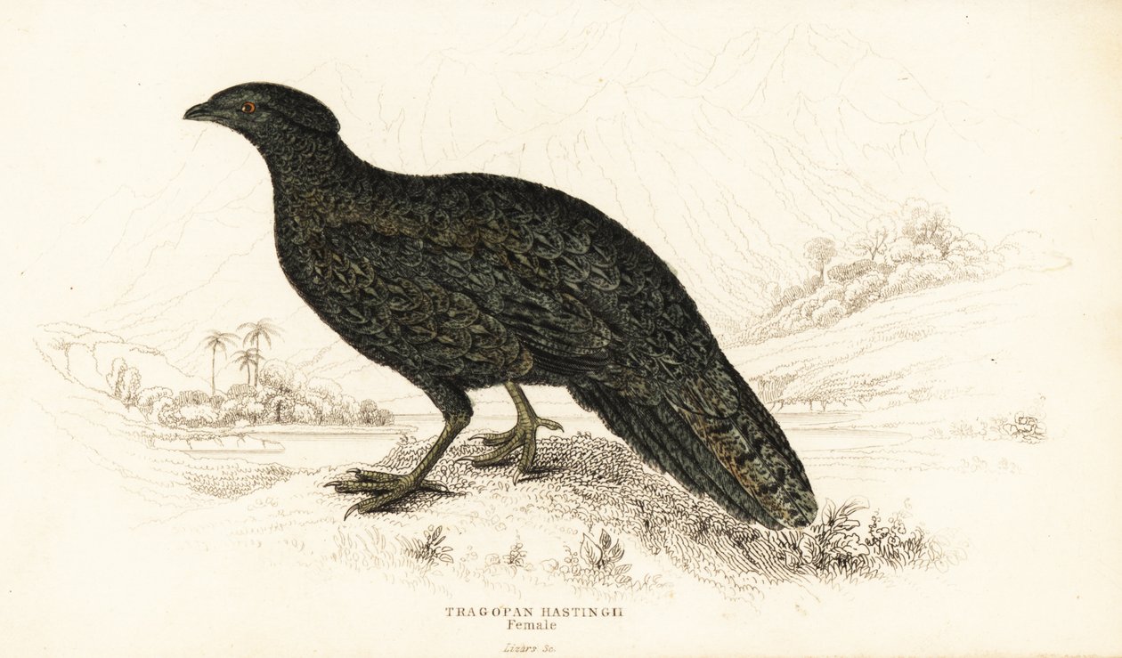 Tragopan ocidental ou Tragopan de chifres ocidentais, feminino, Tragopan melanocephalus de William Home Lizars