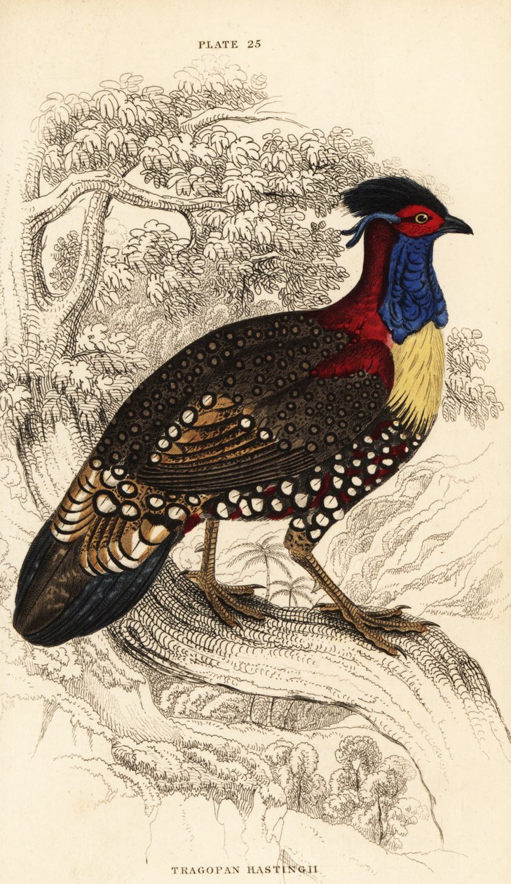Tragopan ocidental ou tragopan de chifre ocidental, macho, Tragopan melanocephalus de William Home Lizars