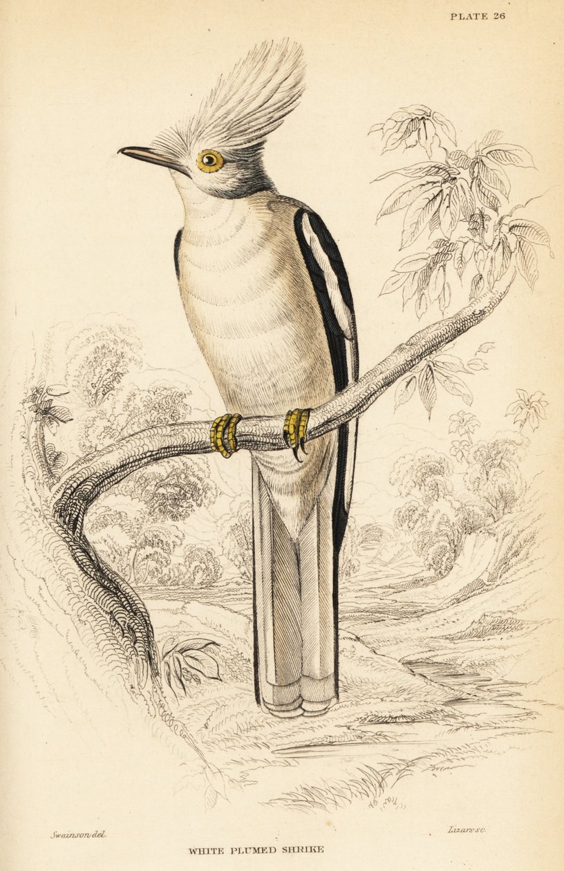 Capacete de crista branca, Prionops plumatus de William Home Lizars