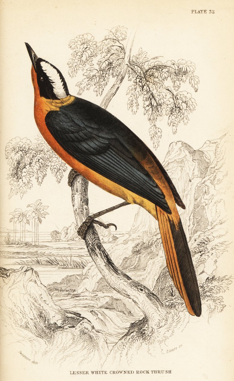 Tordo de rocha de coroa branca, Cossypha albicapilla (Tordo de rocha de coroa branca, Petrocincla albicapilla) de William Home Lizars