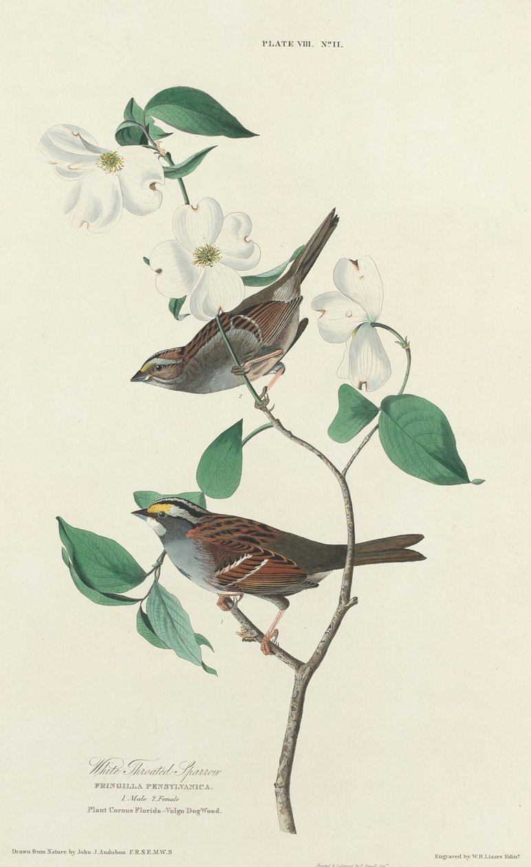 Sparrow de garganta branca, 1827. de William Home Lizars