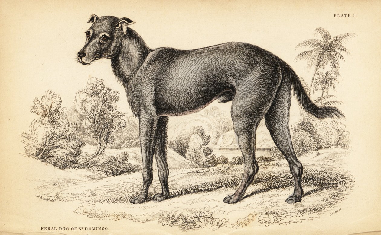 Cão selvagem encontrado na República Dominicana e no Haiti, Canis lupus familiaris (Cão selvagem de St de William Home Lizars