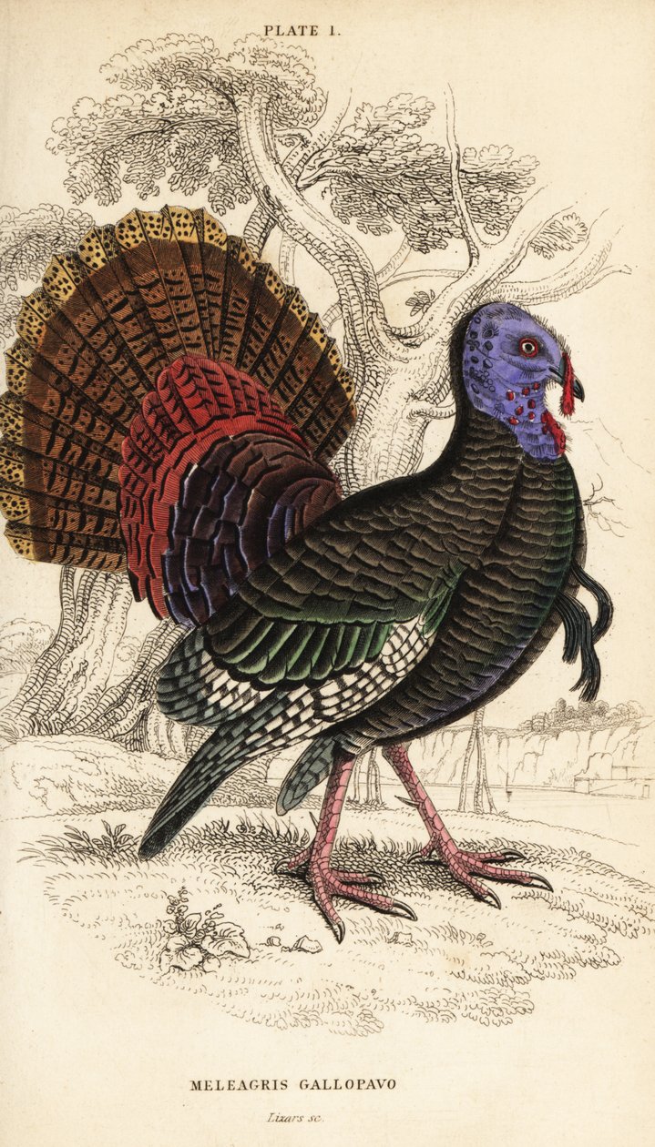 Peru selvagem, macho, Meleagris gallopavo de William Home Lizars