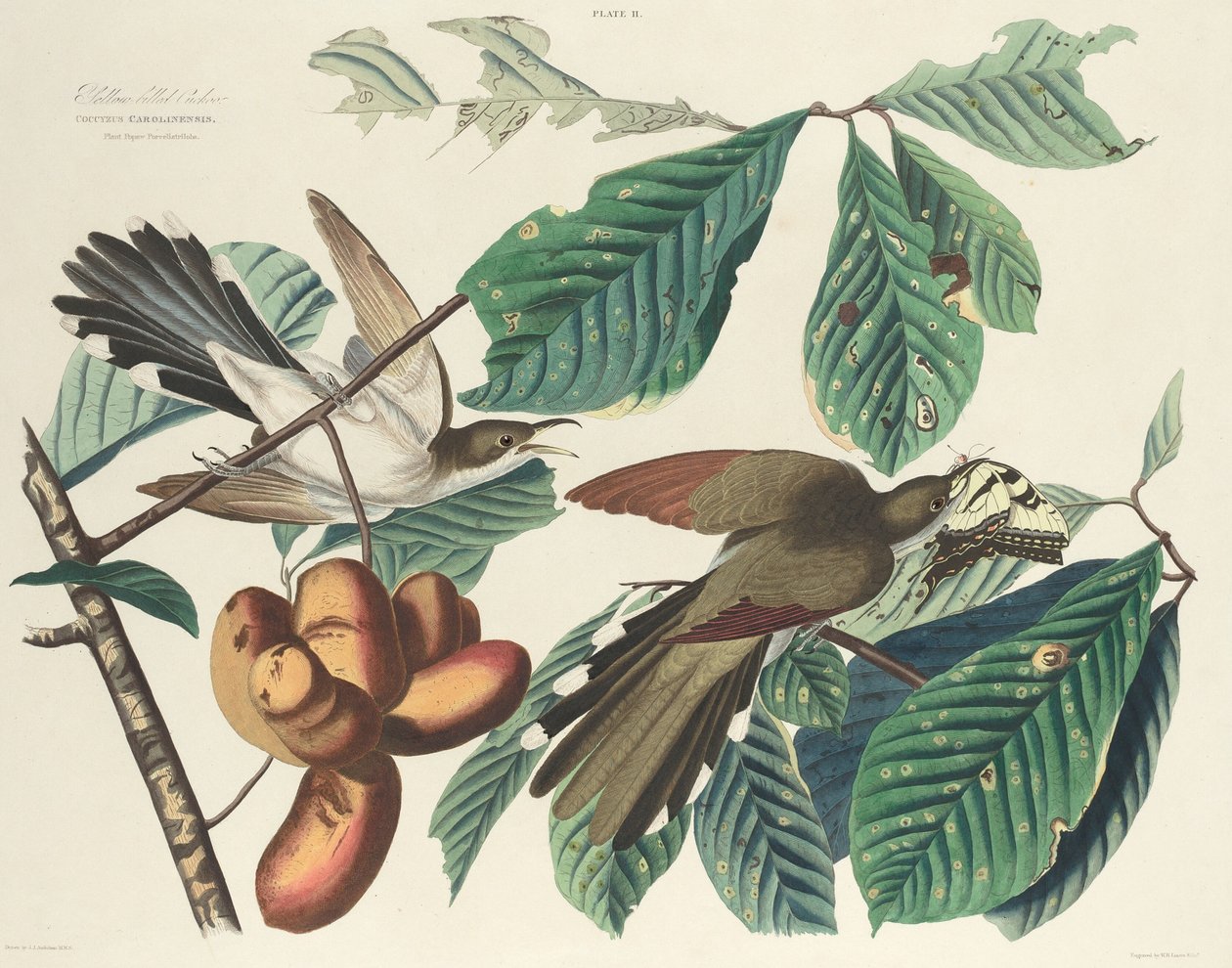 Cuco de Bico Amarelo, 1827. de William Home Lizars