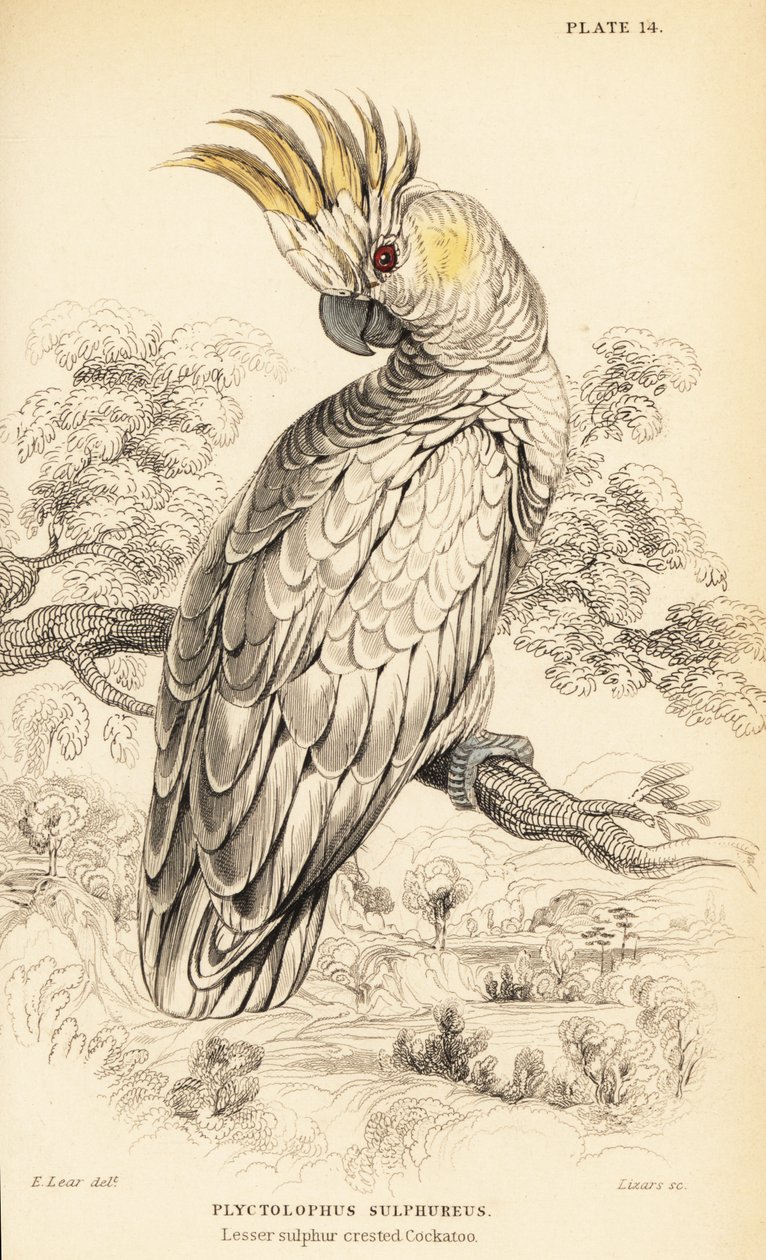 Cacatua sulfurosa de crista amarela, Cacatua de William Home Lizars