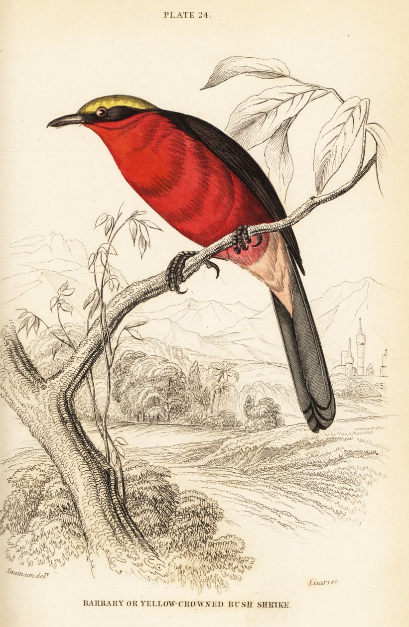 Gonolek de coroa amarela ou gonolek comum, Laniarius barbarus de William Home Lizars