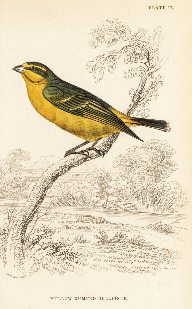 Canário de testa amarela (Senegal), Crithagra mozambica caniceps (Crithagra chrysopyga) de William Home Lizars
