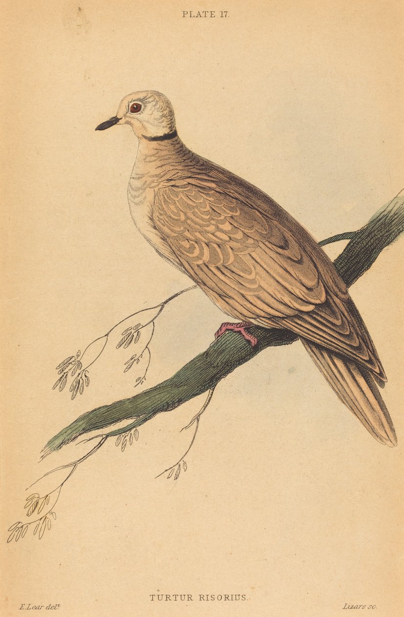 A Tartaruga Risório de William Home Lizars after Edward Lear