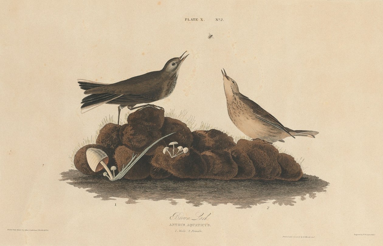Cotovia Marrom de William Home Lizars after John James Audubon