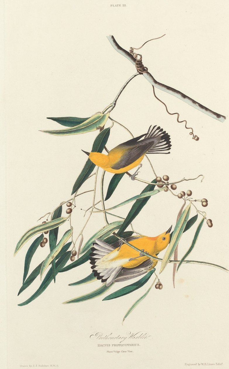 O primeiro é Barba de William Home Lizars after John James Audubon