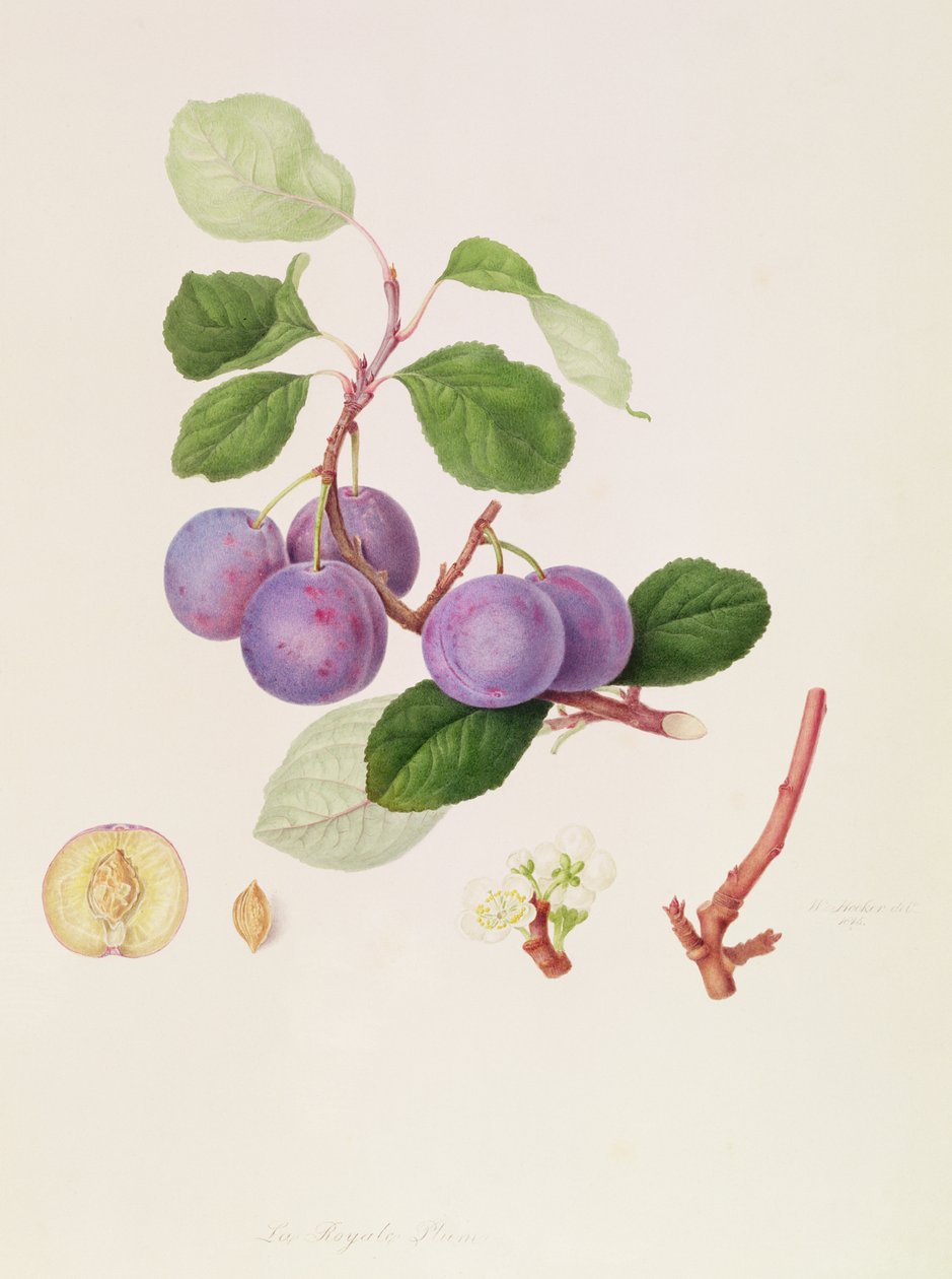 A ameixa real, 1815 de William Hooker
