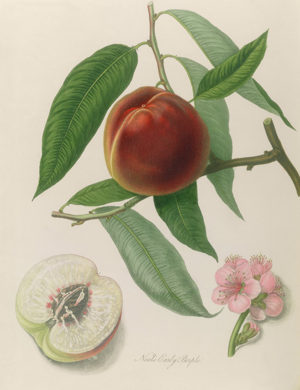 Nectarina: Neals Early Purple de William Hooker