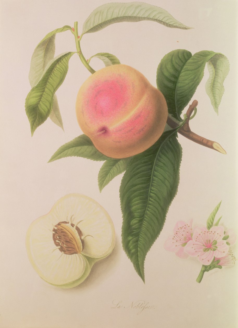 Noblesse Peach de William Hooker