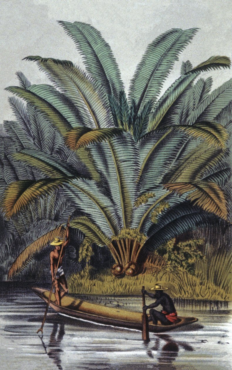 Palmeira de William Hooker