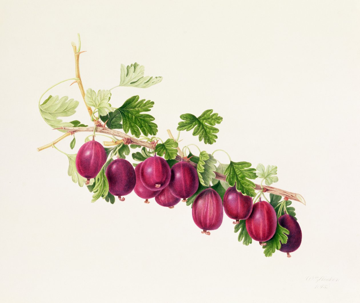 Groselha Roxa de William Hooker