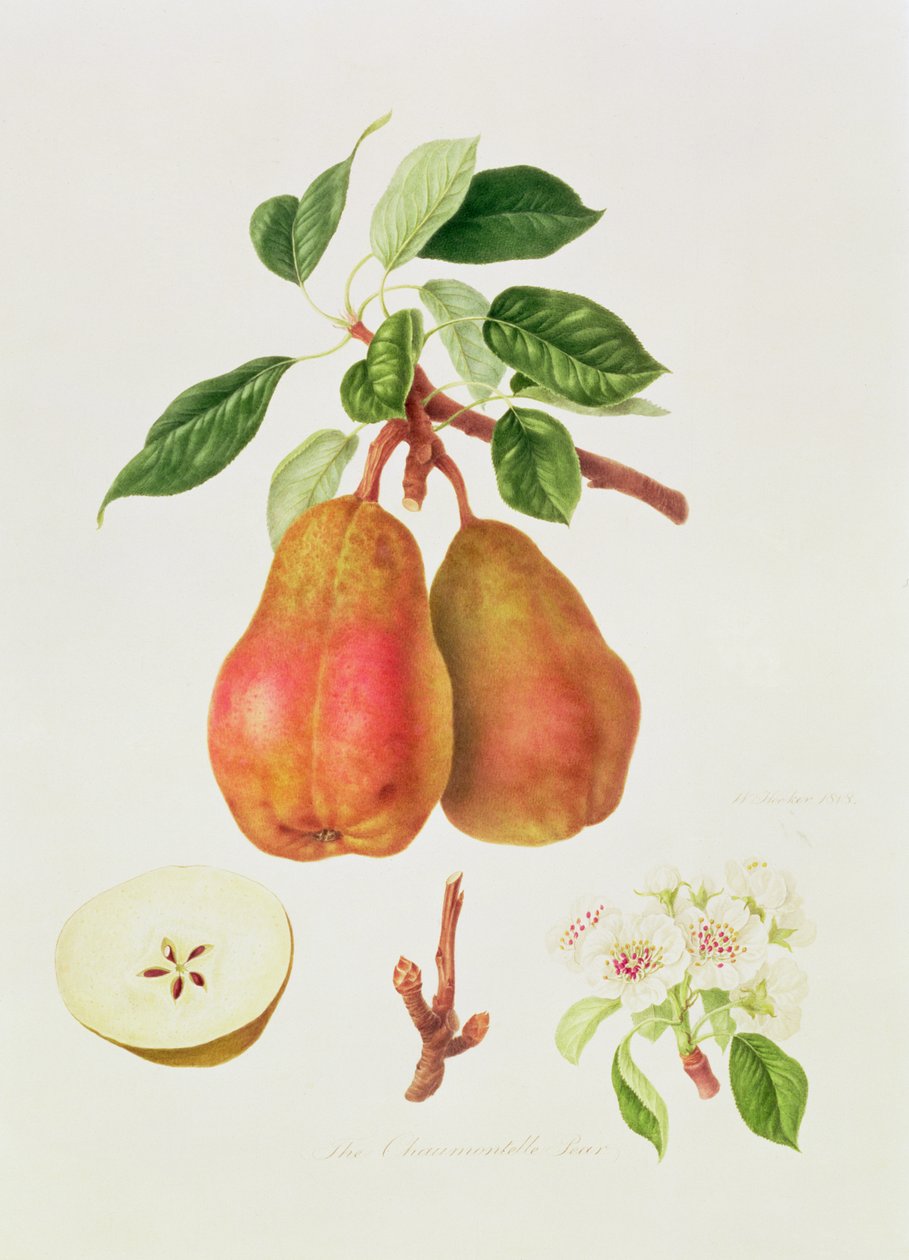 A pêra de Chaumontelle, 1818 de William Hooker